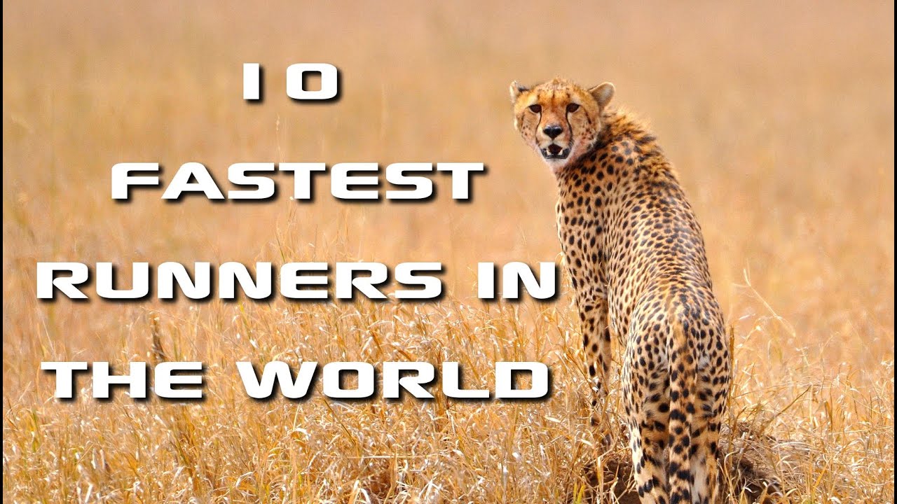 ⁣Top 10 Fastest Animals in the World: Fastest Runners in the Animal Kingdom - FreeSchool
