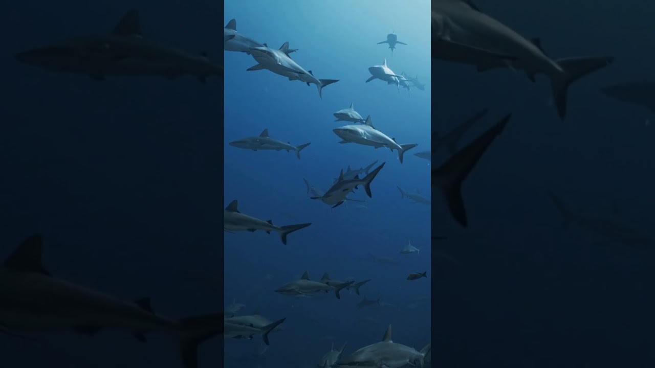 Protecting our Oceans 