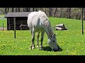 Finding Peace with Noble horses 🐴✨️