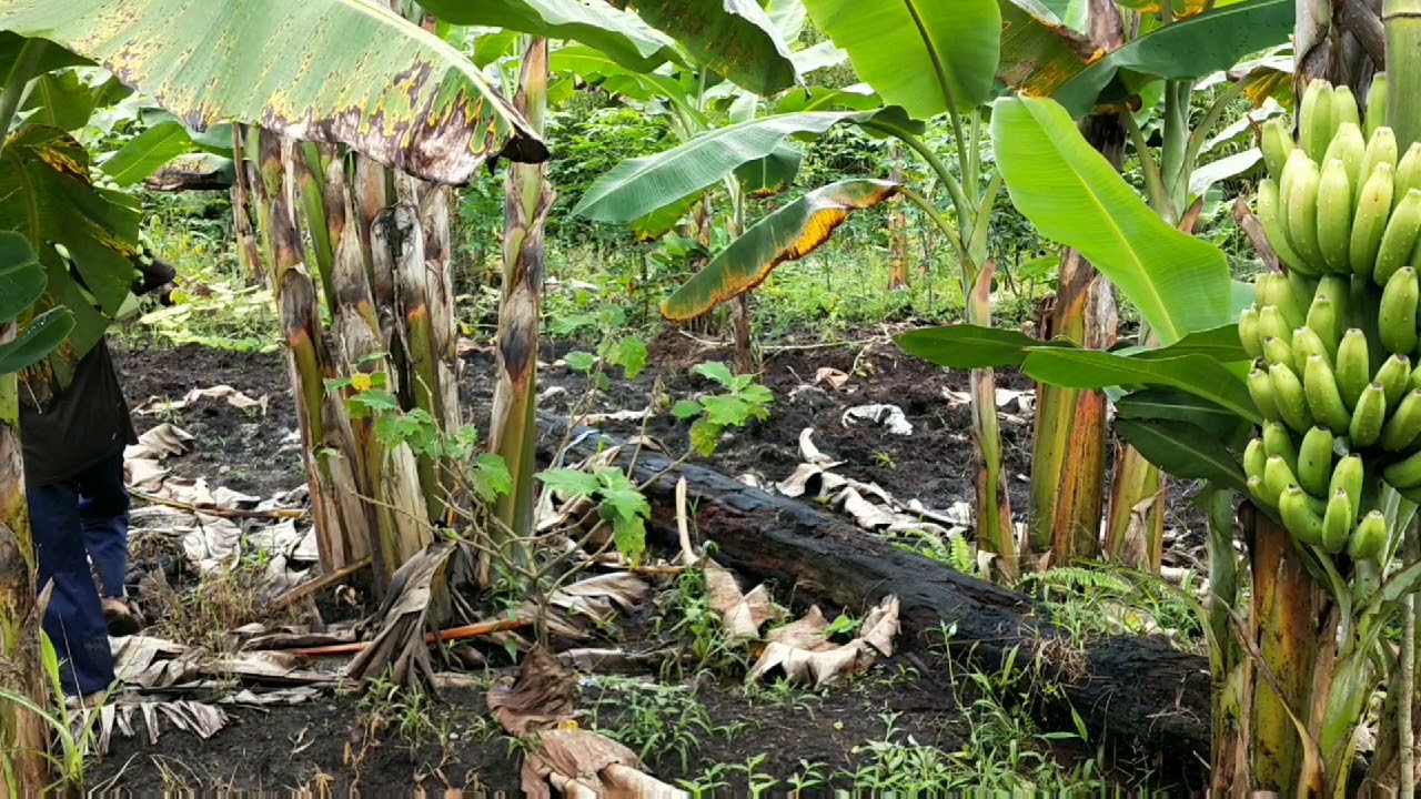 Panen Pisang Kepok & Cavendish 