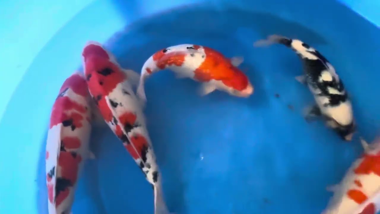 Opgroei momotaro,oksel