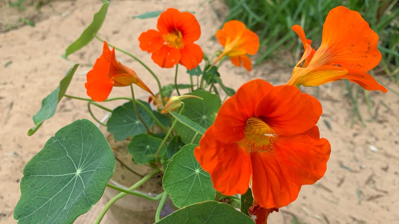 زراعة أبو خنجر ، لاتيني / نبات زينة رائع لا يحتاج سماد ولا ري و أي تربة تصلح لزراعته