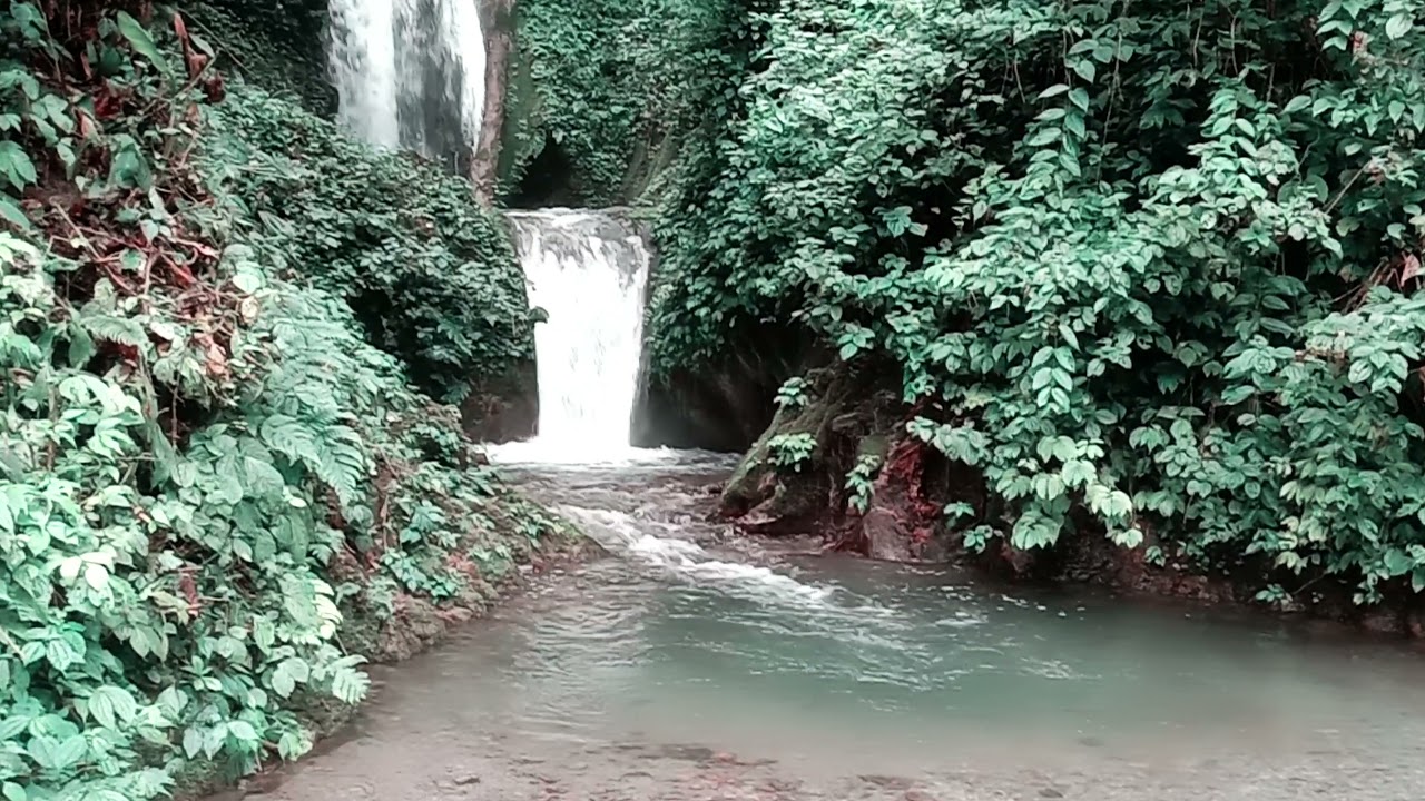 The green forest YouTube