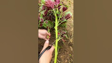 #Now you can plant it. Red amaranth #can grow again after being cut#vegetableshorts#