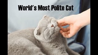 Most Polite Cat EVER! CUTE!