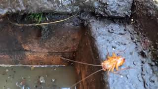 Blocked   Drain 707