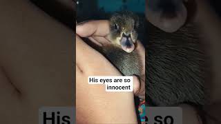 His innocent eyes are adorable.                  #shorts #viralshorts #trending