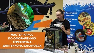 Мастер-класс по оформлению террариума Repti Zoo для геккона бананоеда (запись онлайн трансляции)