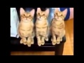 Funny Cat Videos /?lg?n Kedi Videolar? / Komik Kedi Videolar?