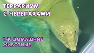 Террариум с черепахами - т/к Домашние животные, 2017 г