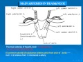 57 Main Rteries In Head Neck 57 Main Rteries In Head Neck