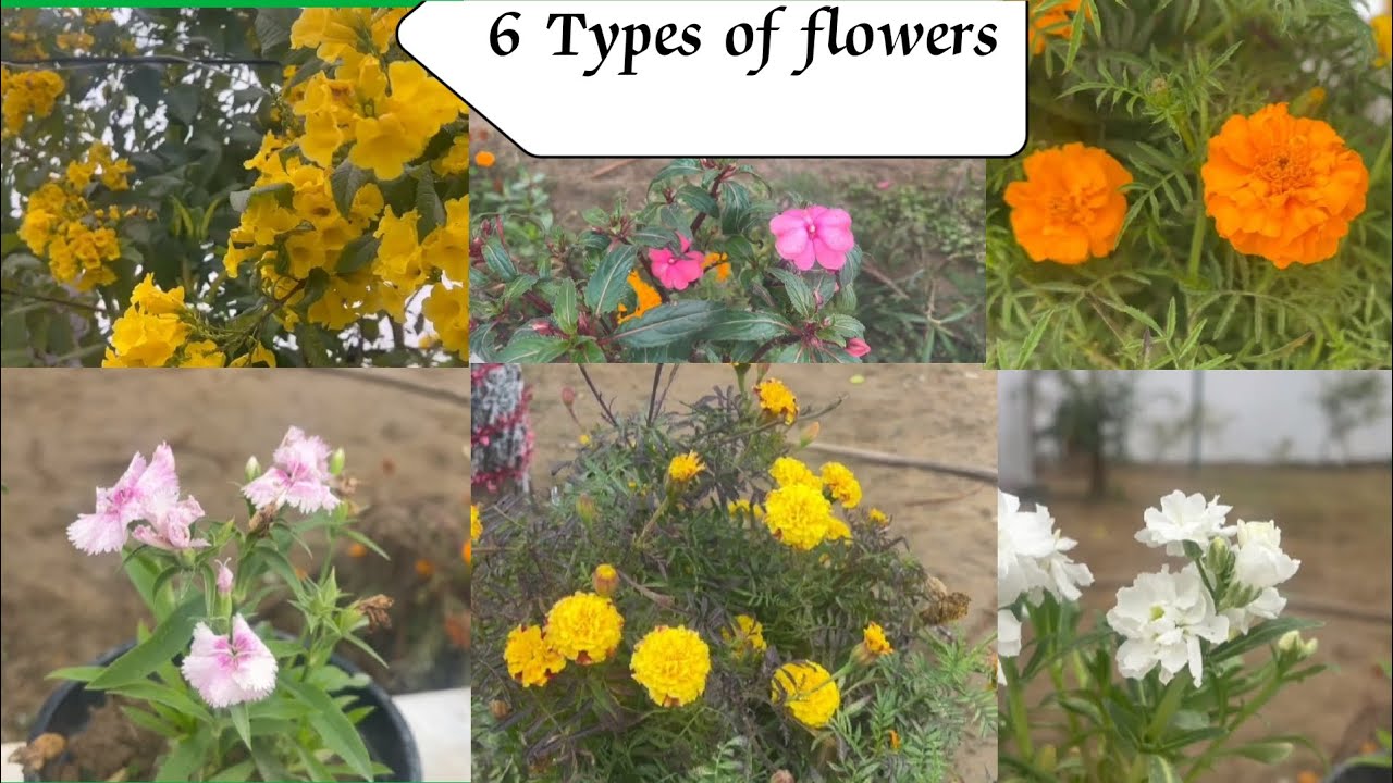 6 different types of flowers 