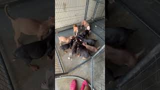 Pack feeding gone wrong 😤 #nbf #nbfkennel #dog #pitbull #puppy #puppiesforsale #texas #houston