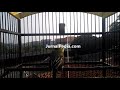 Suara Masteran Burung Cipow Cipoh Sirtu Gacor Full Isian Mp3 - Mp4 Download