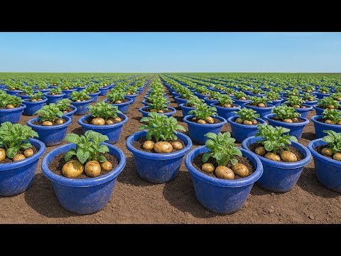 High-Yield Potatoes from Easy Plastic Tub Gardening