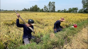 Bắt Chuột Đồng Mùa Gặt Lúa - TT1567