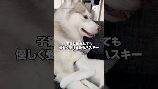 子猫に噛まれても優しく受け止めるハスキー｜PECO
