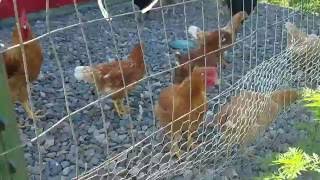 5 fun facts about chickens