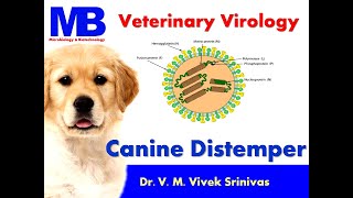 CANINE DISTEMPER | Microbiology | Vivek Srinivas | #Veterinaryscience | #caninedistemper