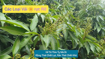 Lục Ngạn Được Mùa Hoa Vải Thiều l Núi Đồi Lục Ngạn