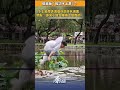 現實版「輕功水上漂」？水上扁帶表演復刻武俠名場面，網友：原來小龍女睡繩上是真的！#水上扁帶 #輕功水上漂 #特技表演 #武俠名場面