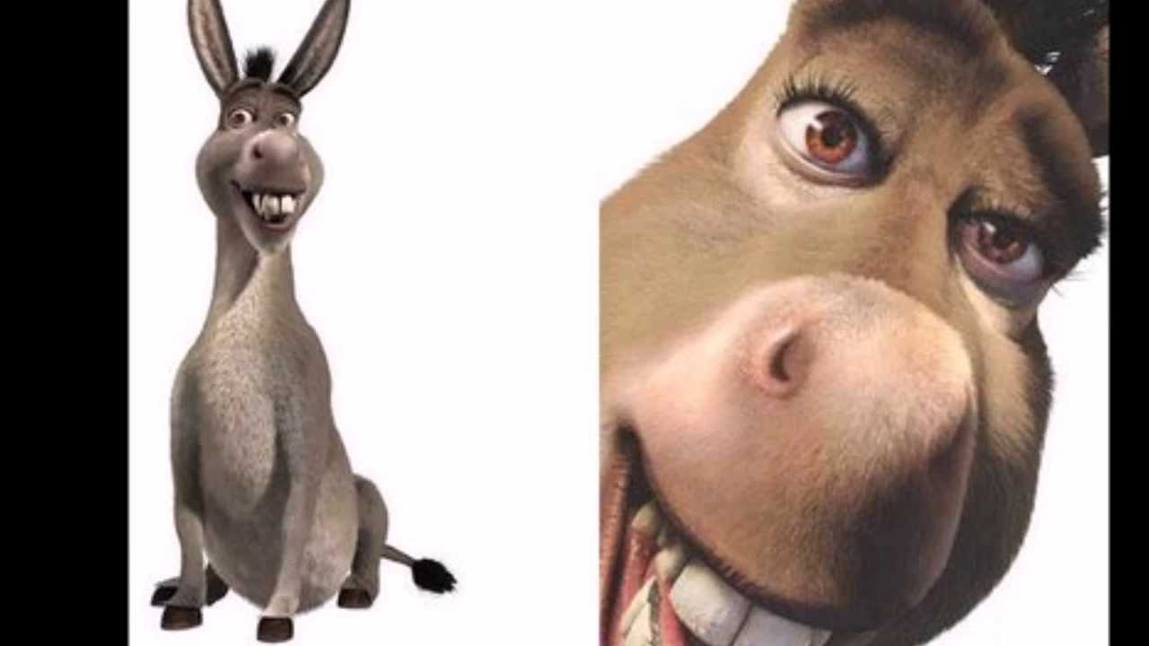 El Tumba Burros 2 YouTube