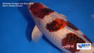 Ajks 2018 Best In Variety Koromo