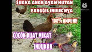 suara anak ayam panggil indukan