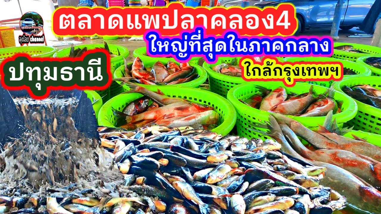 #ตลาดแพปลาคลอง4 #ใหญ่สุดในภาคกลาง  #ใกล้กรุงเทพฯ #สดๆใหม่ๆจากบ่อ #คลองหลวง #ปทุมธานี #ลุงน้อยchannel