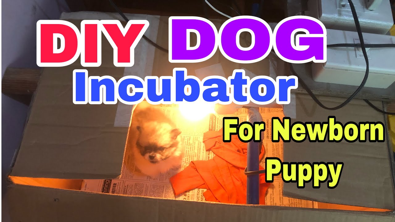 DIY DOG INCUBATOR For Newborn Puppy Simple tutorial Guide YouTube