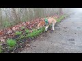 朝食はサラダバー（草）の柴犬