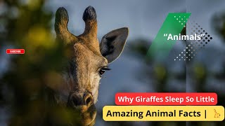 🦒 Why Giraffes Sleep So Little | Amazing Animal Facts
