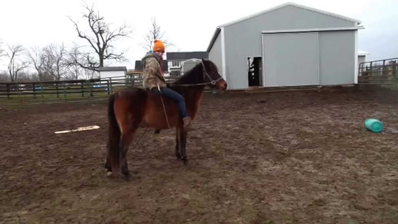 Teaching your horse to lay down "tutorial" YouTube
