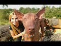 THE PERUVIAN HAIRLESS DOG - STRANGE OR CUTE? の動画、YouTube動画。