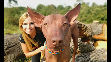 THE PERUVIAN HAIRLESS DOG - STRANGE OR CUTE?