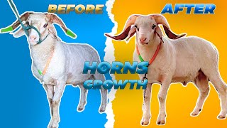 HOW TO GROW SHEEP HORNS ?