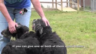 Airedale Terrier Mix, Adopted