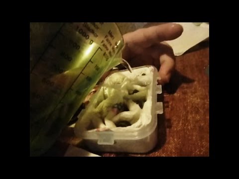 Tutorial Wie versendet man Aquariumschnecken