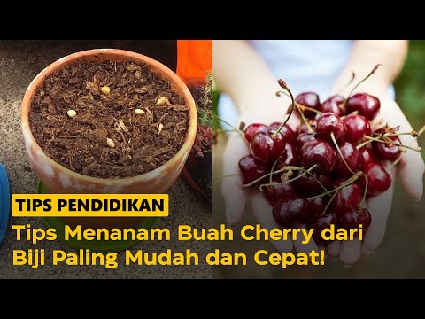 Tips Menanam Buah