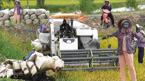 máy cắt 105 độ cắt lúa năm không bán đồng Lò gạch giá lúa 7800₫K tập93#maibangtv