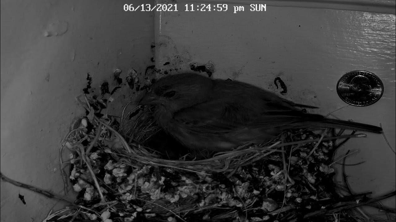 Bird Nest Live Stream YouTube