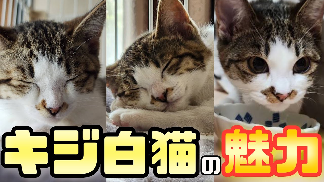 【保存版】キジ白猫の性格や特徴！一緒に暮らしたら魅力だらけの猫でした