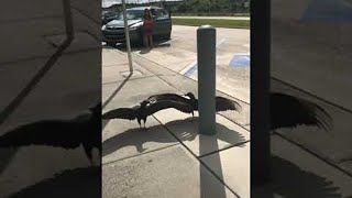Vultures Stand Frozen Still in Time || ViralHog