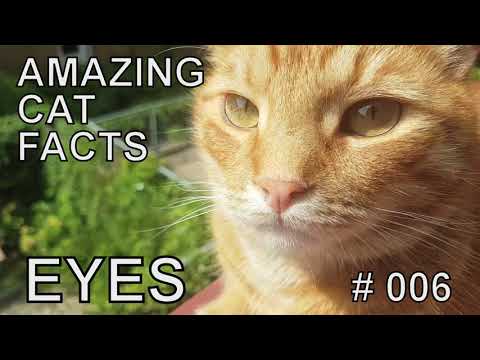 Video: The Cat Went For A Walk And Came Back Ten Years Later - Alternative View