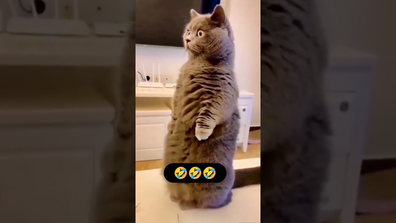 A mourir de rire 🤣#shortvideo #shortsvideo #shorts #short #cats #cat #dog #dogs #shortsfeed