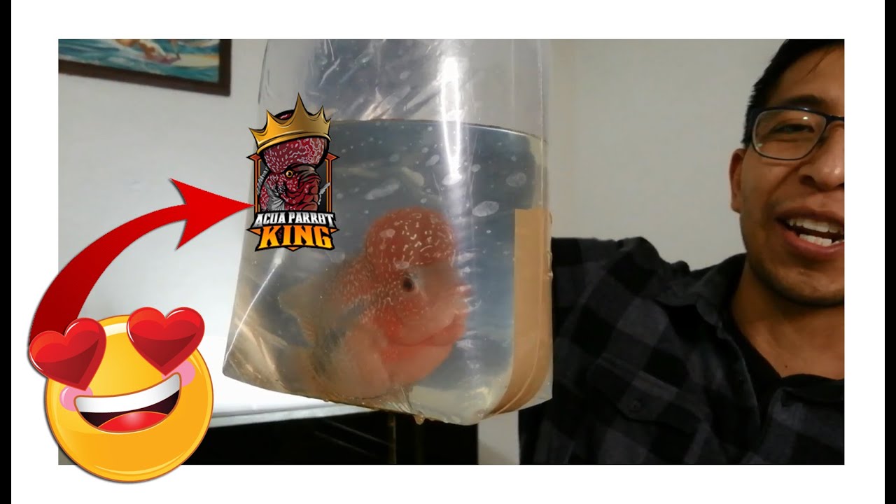 Compre Mi Primer Flower Horn