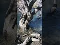 30 SECONDS River Sounds (no music) | Illinois River, OR