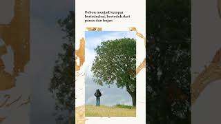 Belajar dari Pohon: Kisah Inspiratif tentang Kekuatan Beradaptasi