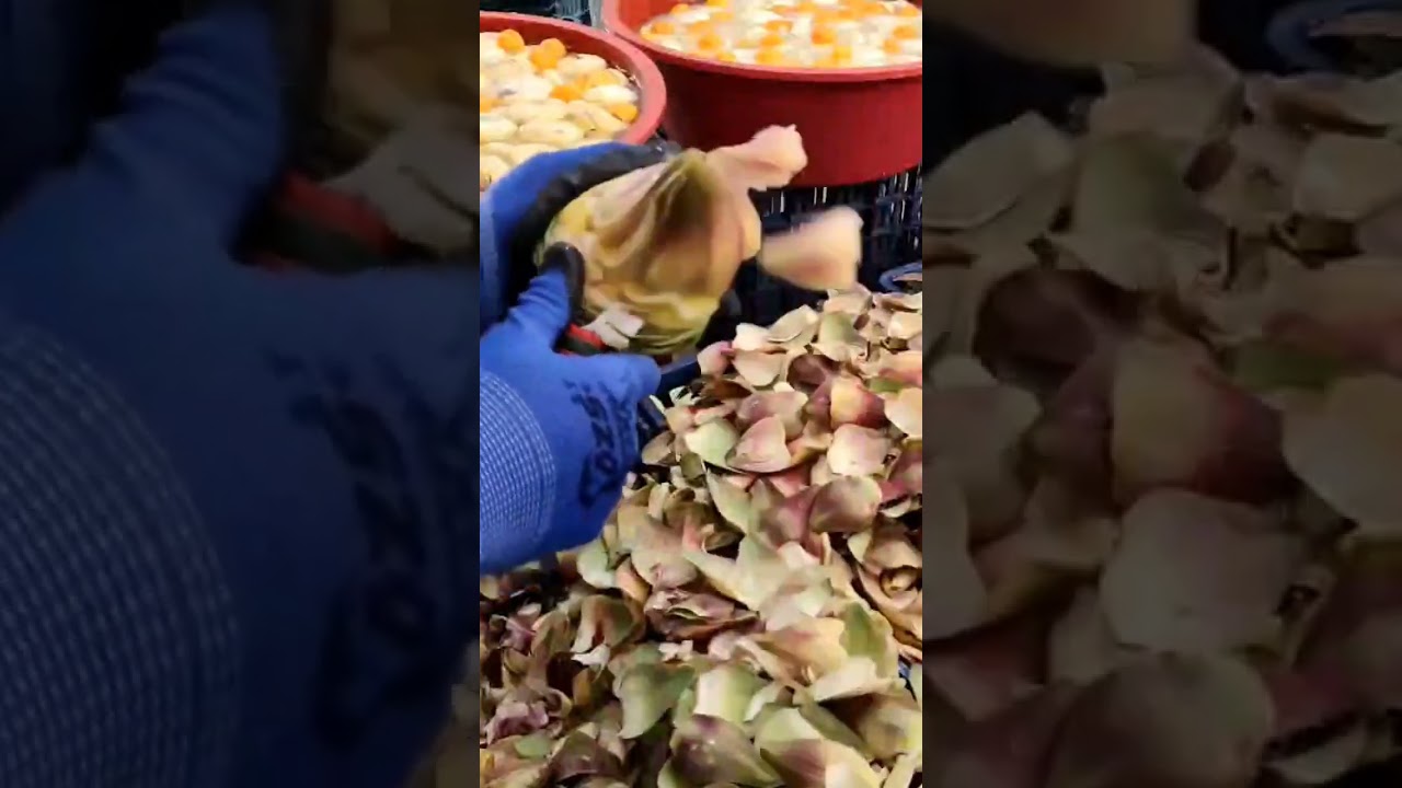 artichoke cutting