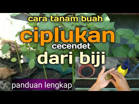 panduan lengkap cara menanam buah ciplukan / cecendet dari biji